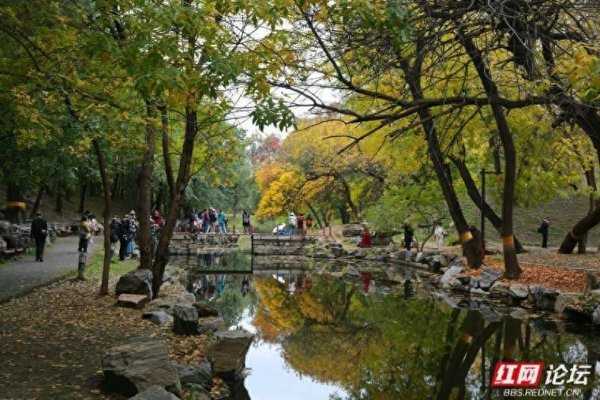 建宝优配 秋游时刻丨满地碎金，一池碧玉，我在秋日圆明园找到了最奢侈的治愈